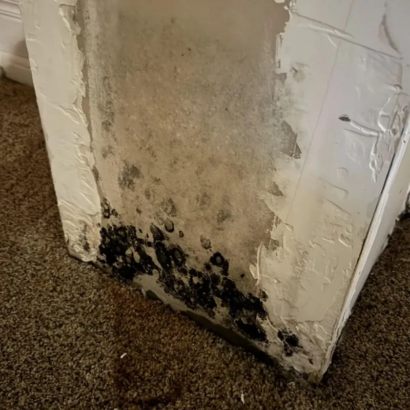 Professional Mold Removal in North Browning, MT